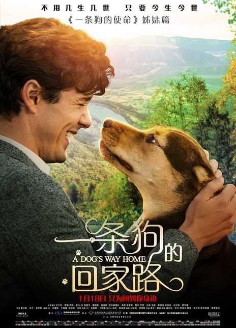 《一条狗的回家路》百度云网盘下载1080P下载英语中字(2019)
